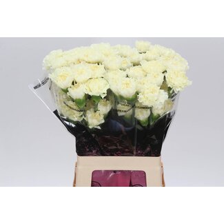Freshy Lange Anjer “Diletta Crema” | Kleur: Geel | Lengte ± 65 centimeter | Per 20 verse bloemen