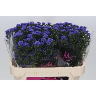 Freshy Aster Astee “Dark Milka” | Couleur: Violet | Longueur ± 70 centimeter | Par 25 tiges de fleurs fraîches