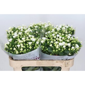 Freshy Bouvardia Single-flowered “White Sensation” | Colour: White | Length ± 70 centimetre | Per 10 stems fresh flowers