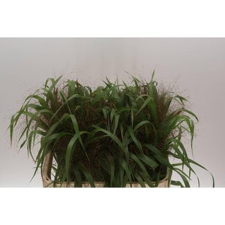 Freshy Panicum Vingergras “Firework” | Kleur: Bruin | Lengte ± 70 centimeter | Per 50 stelen verse bloemen