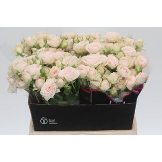 Freshy Dutch spray rose “Sushi” | Colour: Pink | Length ± 40 centimeter | Per 20 fresh roses