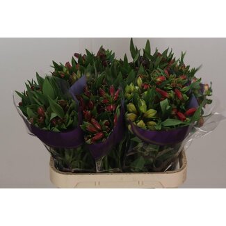 Freshy Alstroemeria Gemengd in Bos (Rainbow) | Kleur: Gemengde Kleuren | Lengte ± 75 centimeter | Per 10 stelen verse bloemen