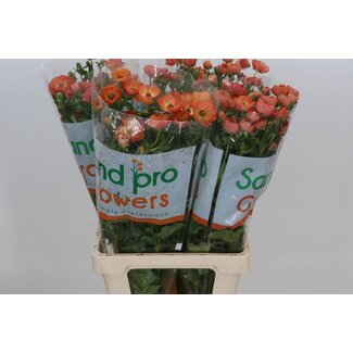 Freshy Ranunculus Ranunculus Butterfly “Magical Salmousse” | Colour: Mixed Colours | Length ± 70 centimetre | Per 10 stems fresh flowers