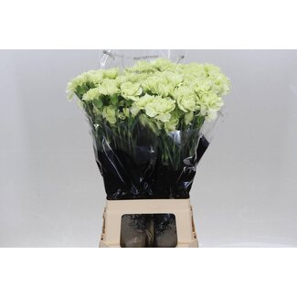 Freshy Lange Anjer “Prado Mint” | Kleur: Groen | Lengte ± 70 centimeter | Per 20 verse bloemen