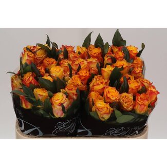 Freshy Roses “Easy Fashion” | Colour: Yellow Orange | Length ± 70 centimetre | Per 20 roses