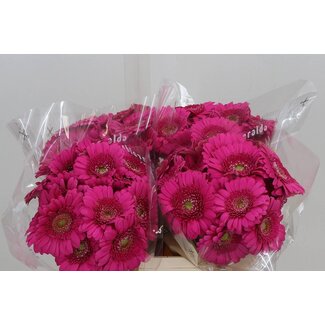 Freshy Germini Aqua “Caressa” x20 | Kleur: Roze | Lengte ± 50 centimeter | Per 20 verse bloemen