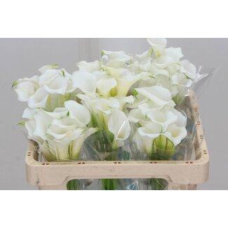 Freshy Zantedeschia Calla “White Mambo” | Couleur: Blanc | Longueur ± 50 centimeter | Par 10 fleurs fraîches