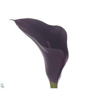 Freshy Zantedeschia Calla “Odessa” | Colour: Black | Length ± 40 centimetre | Per 20 fresh flowers