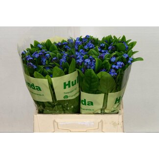 Freshy Myosotis Forget-me-not | Colour: Mixed Colours | Length ± 40 centimetre | Per 40 stems fresh flowers