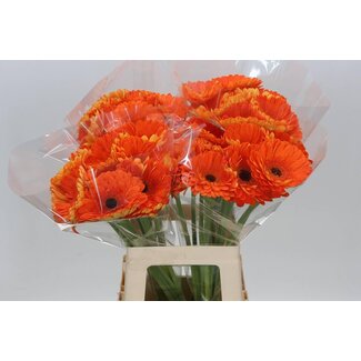 Freshy Gerbera “Bonanza” | Colour: Orange | Length ± 65 centimetre | Per 10 fresh flowers
