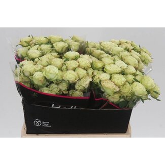 Freshy Dutch spray rose “Limousine” | Colour: Green | Length ± 40 centimetre | Per 20 fresh roses