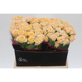 Freshy Rose en grappe hollandaise “Trinity” | Couleur: Orange | Longueur ± 40 centimeter | Par 20 roses fraîches