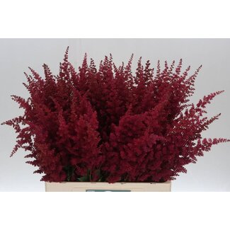 Freshy Astilbe Arendsii “Fanal” | Kleur: Berkenrood | Lengte ± 65 centimeter | Per 10 stelen verse bloemen