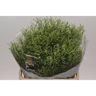 Freshy Limonium Statice Sinuata “China Lemon” | Colour: Yellow | Length ± 80 centimeter | Per 25 stems fresh flowers