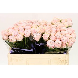 Freshy Sprayrose “Bombastic” | Farbe: Rosa | Länge ± 50 centimeter | Pro 10 frische Rosen