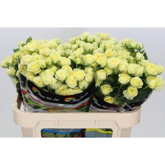 Freshy Sprührose “Wedding Invite” | Farbe: Gelb | Länge ± 70 centimeter | Pro 10 frische Rosen