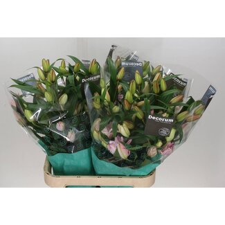 Freshy Lys Oriental double Aqua “Isabella” | Couleur: Rose | Longueur ± 95 centimeter | Par 10 tiges de fleurs fraîches