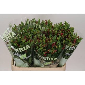 Freshy Alstroemeria Fl Sangria