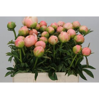 Freshy Paeonia Kingsday