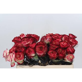 Freshy Rosa Apple Jack