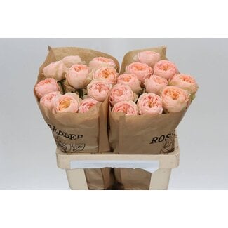 Freshy Rosa Sweet Harper