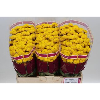 Freshy Chrysant santini Aurinko