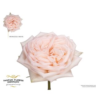 Freshy Roses “Princess Maya” | Colour: White Pink | Length ± 50 centimetre | Per 12 roses