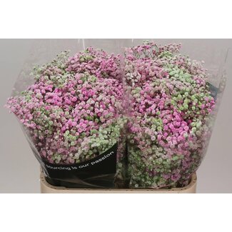 Freshy Gypsophila Gypsophile “Disco Las Vegas” Traitée en couleur | Couleur: Couleurs mélangées | Lengte ± 80 centimeter | Per 25 tiges de fleurs fraîches