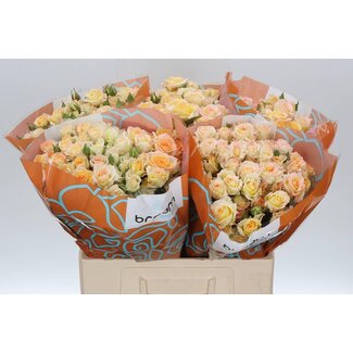 Freshy Spray rose “Sweet Chablis” | Colour: Yellow | Length ± 60 centimetre | Per 10 fresh roses