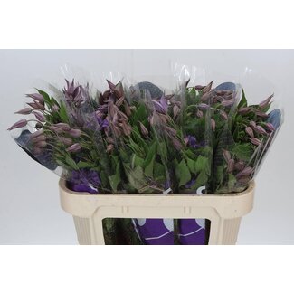 Freshy Clematis “Amazing Rome” | Kleur: Blauw | Lengte ± 70 centimeter | Per 10 stelen verse bloemen