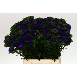 Freshy Callistephus aster d'été “Matsumoto Bleu foncé” | Couleur: Violet | Longueur ± 45 centimeter | Par 50 fleurs fraîches