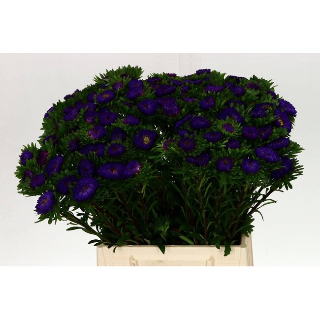 Callistephus Zomeraster “Matsumoto Donker Blauw” | Kleur: Paars | Lengte ± 45 centimeter | Per 50 verse bloemen