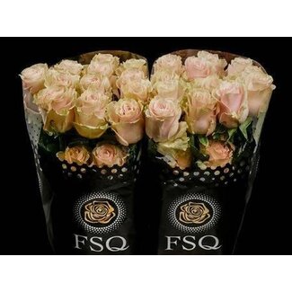 Freshy Large-flowered Rose “Pink Mondial” | Colour: Pink | Length ± 40 centimetre | Origin Ecuador | Per 20 fresh roses