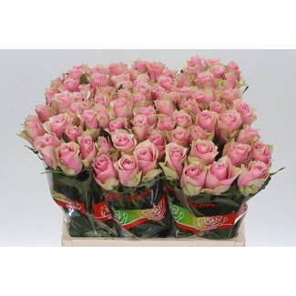 Freshy Roses “Athena Royale” | Colour: Pink | Length ± 60 centimetre | Per 20 roses