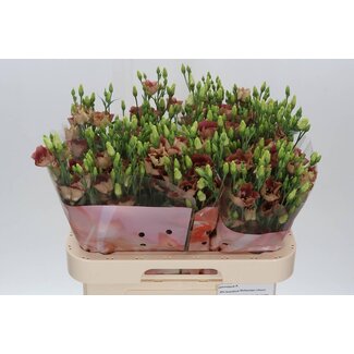 Freshy Eustoma Lisianthus Enkelbloemig “Bohemian Choco” | Kleur: Bruin | Lengte ± 70 centimeter | Per 10 stelen verse bloemen