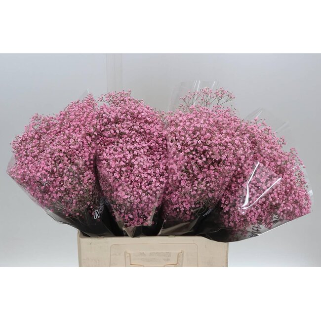 Gyp Colorée Million Rose