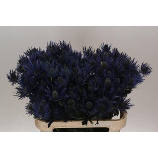 Freshy Eryngium Alpinum
