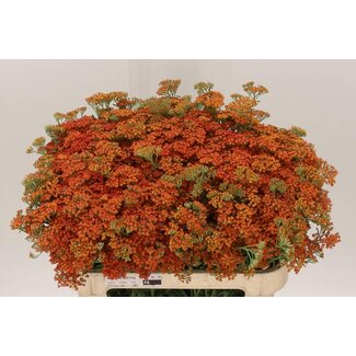 Freshy Achillea Moneymaker