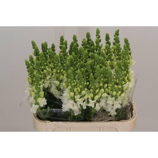 Freshy Antirrhinum Maryland White