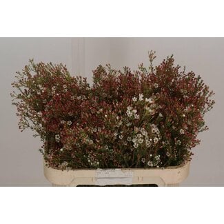 Freshy Chamelaucium Un Maya