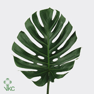 Freshy Monstera Hole-plant Leaf “Impatiens” | Colour: Green | Diameter 23 centimetre | Length ± 55 centimetre | Per 10 fresh stems