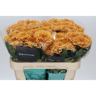 Freshy Deko Chrysantheme Chrysant “Kalimba Orange” | Farbe: Orange | Länge ± 70 centimeter | Pro 10 frische Blumen