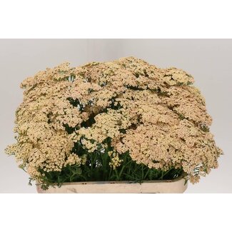 Freshy Achillea Mil Cleopatra