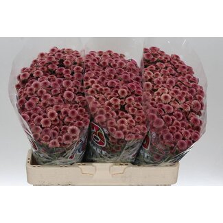 Freshy Chrysant santini Mad Cherry Tyolo