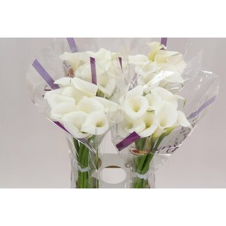Freshy Zantedeschia Calla “White Art” | Couleur: Blanc | Longueur ± 70 centimeter | Par 10 fleurs fraîches