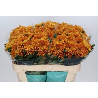Freshy Deco Chrysanthemum Chrysanthemum “Bellavista” | Colour: Brown | Length ± 70 centimetre | Per 10 fresh flowers