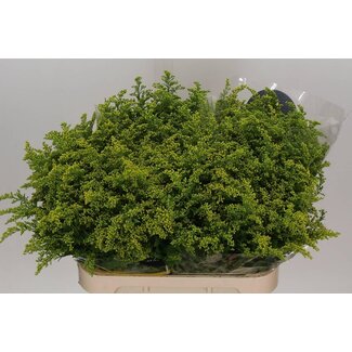 Freshy Solidago Goldrute “Carzan Glory” | Kleur: Gelb | Länge ± 80 centimeter | Pro 25 Stiele frische Blumen