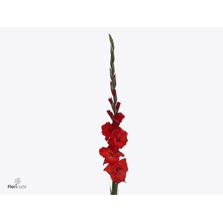 Freshy Grootbloemige Gladiool “Bunga” | Kleur: Rood | Lengte ± 105 centimeter | Per 10 stelen verse bloemen