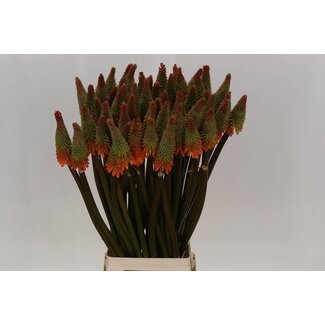 Freshy Kniphofia Flèche enflammée “Alcazar” | Couleur: Orange | Longueur ± 85 centimètre | Par 10 tiges de fleurs fraîches