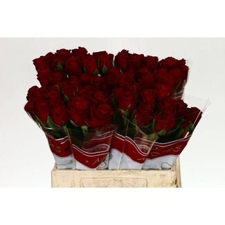 Freshy Rosen “Furiosa” | Farbe: Rot | Länge ± 40 centimeter | Pro 20 Rosen